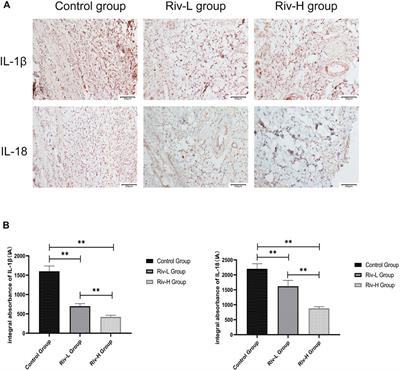 Rivastigmine Regulates the HIF-1α/VEGF Signaling Pathway to Induce Angiogenesis and Improves the Survival of Random Flaps in Rats